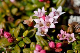 Alpine azalea.Thickened and recurved leaves aid survival