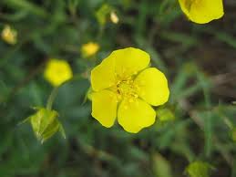 The lovely, five-petaled bloom of dwarf cinquefoil