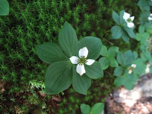 Bunchberry, a dwarf relative of our native dogwood, Cornus florida