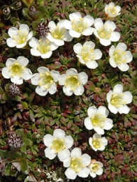 Diapensia, another fragrant spring bloomer