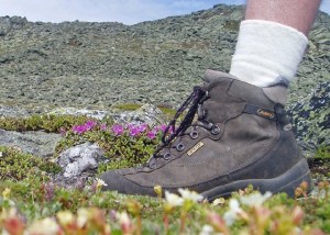 Hiker's boot, death to alpine plants. Tim Jones photo
