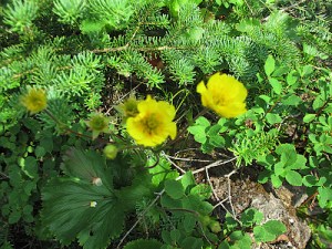 Mountain avens hugs the ground in lee of a low spruce branch