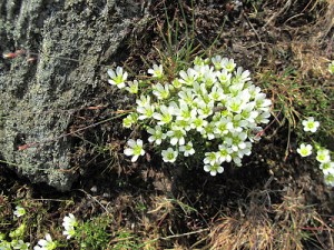 Mountain sandwort, summer bloomer, tufted against a rock