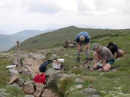 Planting cinquefoil seedlings in the '90's