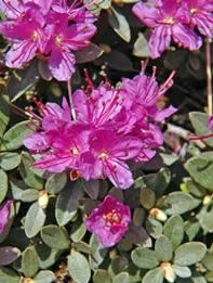Dwarf rhododendron, an early, sweet-smelling bloomer