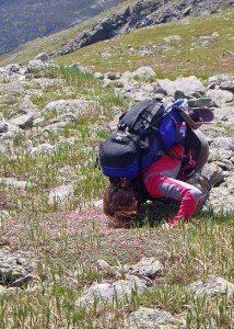 Hiker bending to take in the fragrance of spring bloom (We would have fallen over if we'd tried that with our packs) Tim Jones photo