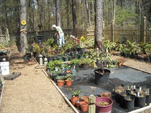 Empty beds and sticks in April