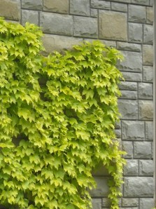 Boston Ivy 'Fenway Park'