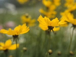 Coreopsis 'Sunray'