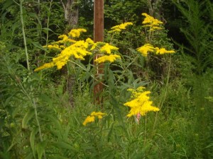 Goldenrod sps.