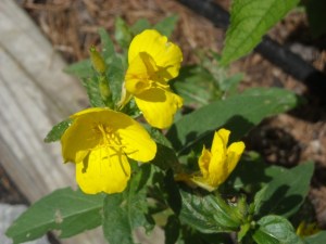 Missouri Sundrops