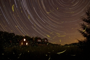 Fireflies and star trails in this time lapse photo. From www.firefly.org