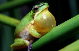 Green tree frog in lusty song. Photo by Evan Pickett