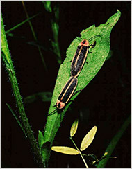 Fireflies mating in the female's hideaway, male below. Photo by Dr. Sara Lewis, evolutionary ecologist at Tufts University 