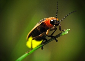 Female waits hidden in grass and signals back to a male that suits her fancy, from www.firefly.org
