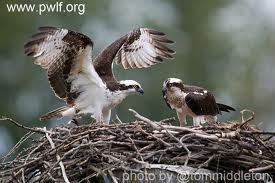 Mother stays on the nest while Father goes fishing