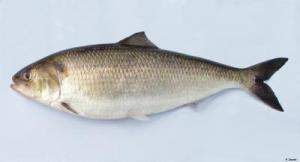 The shad, a spring mealtime staple in spring