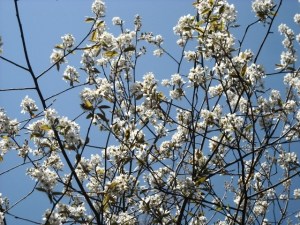 Shadbush blossoms against a spring sky