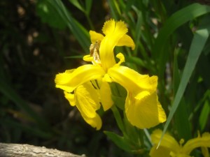 The last  yellow swamp iris bloom, a beauty but the plant is a spreader 