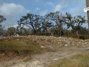 Land denuded except for oaks. Note the lean away from the shore