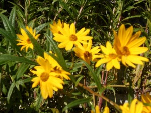 Helianthus maximiliani, a tall, lateblooming perennial sunflower  rarely needs staking