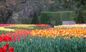 Tulips at Longwood Gardens, Pennsylvania