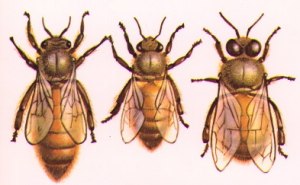 From left to right, the queen, the male drone who fertilizes the queen, and the female worker bee. ag.arizona.edu