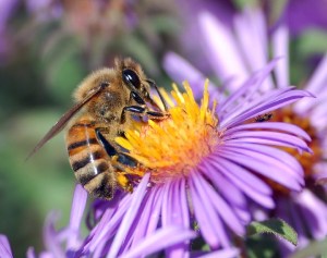Is this aster safe to sip or take pollen from? wikicommons