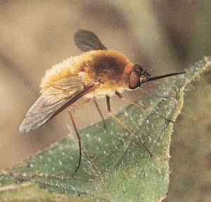 Another family of pollinators, the beeflies