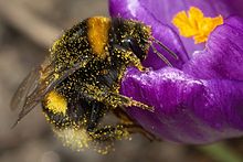 Hardworking bumble bee, its "pile" covered with pollen, makes one more stop. Wikipedia