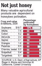 How much we owe the bees