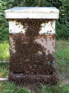 Honey bees catching some fresh air outside the hive. Celsias