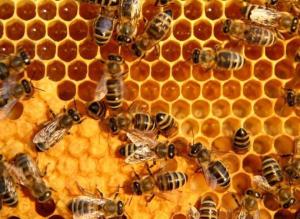 Industrious bees capping honeycomb, a beautiful site