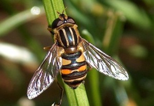A whole family of flies that pollinate plants, this brightly colored hoverfly is susceptible to systemic pesticides