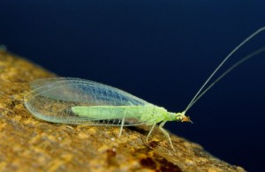 Low-dose neonics adversely affects native pollinators like this adult lacewing, Peter J. Bryant