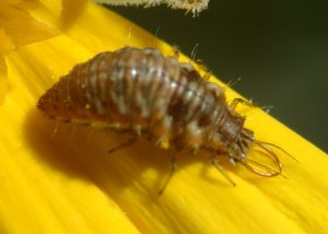 Lacewing larva, aka the "aphid lion" is a voracious feeder on pests. Peter J. Bryant