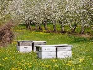 Bee hives in a Michigan apple orchard in full bloom ready for honeybees to pollinate superstock