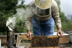 Smoking the bees calms them down, makes it possible to work with the hive. redicecreations.com