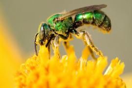 Our handsome native sweat bee is attracted to. . .but he gathers pollen and nectar, too. Michigan State