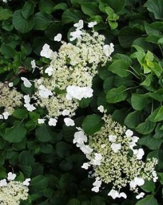 Climbing hydrangea: Perfect blooms, perfect leaves