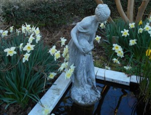 Ice Follies daffodils, a favorite, embrace Ariadne