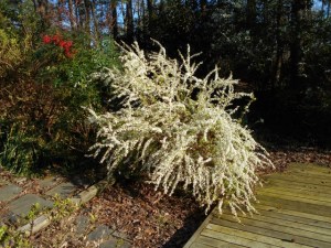Spirea thunbergii 'Ogon' here wll need a 25-cent shave and a haircut when it finishes blooming