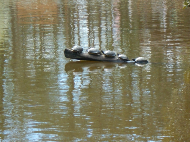 Turtles on the log. All's well with Spring