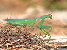 Female praying mantis (Wikipedia photo)