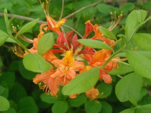 Flame azaleas native to eastern woodlands do not need an arsenal of chemicals to keep them happy 