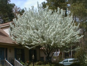 A survivor, twenty years later