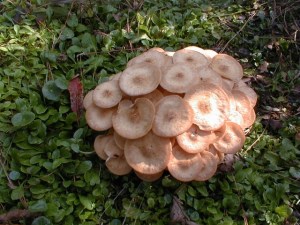 Fungi like these mushrooms play a big role in breaking down organics into nutrients that plants can use