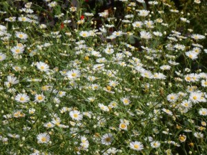 September blooming Boltonia seems to take forever to come into bloom, but when it does, it's a treat