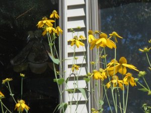 Insects and finches put on a show outside our window when they visit  cut leaf coneflower 