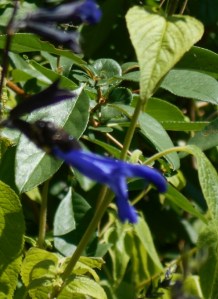 Salvia guaranitica comes to us from South America but bees don't care